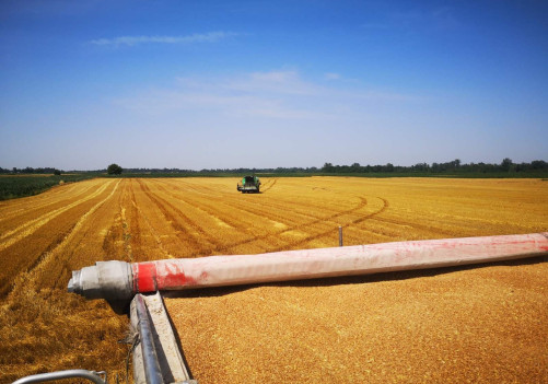 Pozitivna priča iz Janje: Završena žetva pšenice na vakufskim parcelama, prinos 47 tona