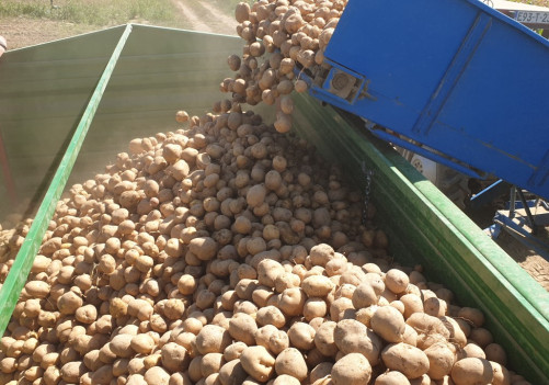 Završena kampanja vađenja krompira sa vakufskih parcela u Janji