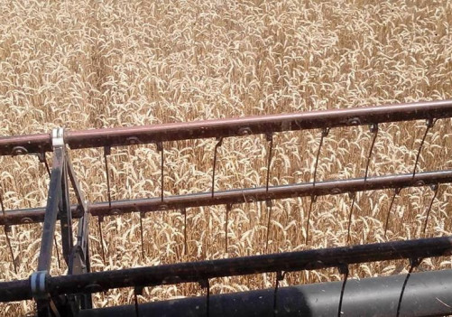 Žetva pšenice na vakufskim parcelama