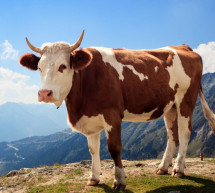 Otkup krava i junica za kurbane